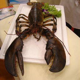 13-я Международная выставка «China Fisheries & Seafood Expo». Циндао, ноябрь 2008 г.