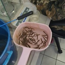 Рыбоводные заводы в ЕАО и Хабаровском крае выпускают молодь кеты в рамках госзадания. Фото пресс-службы Амурского филиала Главрыбвода