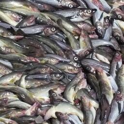 В Беринговом море введены дополнительные ограничения на специализированный промысел минтая