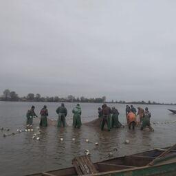 Выборка невода на участке «Тоня Глубокая». Фото пресс-службы КаспНИРХ