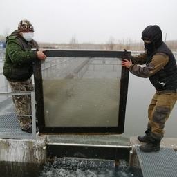 Рыбоводные заводы в ЕАО и Хабаровском крае выпускают молодь кеты в рамках госзадания. Фото пресс-службы Амурского филиала Главрыбвода
