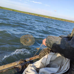 Популяции раков исследовании на Дону, в реке Сал и ряде водохранилищ. Фото пресс-службы АзНИИРХ