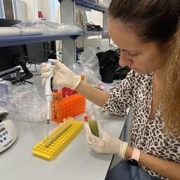 Специалисты ИнБЮМ получили пробы микроводоросли Coccomyxa из моллюска Modiolus. Фото пресс-службы Приморского океанариума