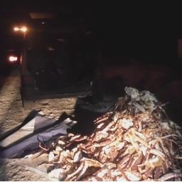 Мурманские пограничники задержали автомобиль с грузом незаконно добытого камчатского краба. Фото пресс-службы Пограничного управления ФСБ России по западному арктическому району