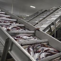Предусматривается, что в случае нарушения обязанности по выпуску продукции в первый год предоставления прав на вылов штраф не уплачивается