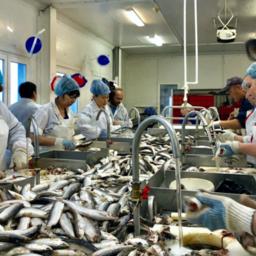 Участники конкурса на скорость рассортировывали и разделывали рыбу. Фото пресс-службы правительства ЯНАО