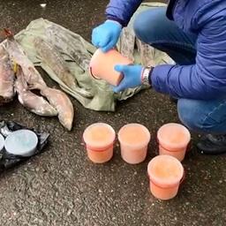 В руки правоохранителей попали в общей сложности 300 кг деликатесов. Кадр оперативной съемки