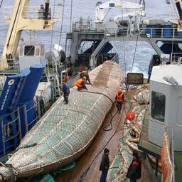 Росрыболовство ответит на вопросы по квотам