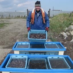 Специалисты СахНИРО в течение года выпустили около 300 тыс. экземпляров жизнестойкой молоди приморского гребешка в залив Анива и лагуну Буссе. Фото пресс-службы института.