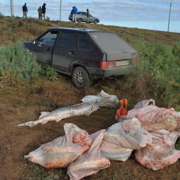 Сумма ущерба превысила 550 тыс. рублей. Фото пресс-службы Погрануправления ФСБ России по Республике Калмыкия и Астраханской области