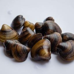 Азиатский моллюск Corbicula fluminea в бассейне Дона. Фото пресс-службы АзНИИРХ