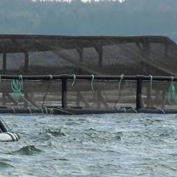 Акваферма в штате Вашингтон. Фото IntraFish