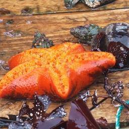 Морские беспозвоночные, выловленные в акватории острова Шикотан. Автор фото Игорь Бобырь.