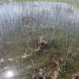 Начало залития нерестилищ. Фото пресс-службы КаспНИРХ