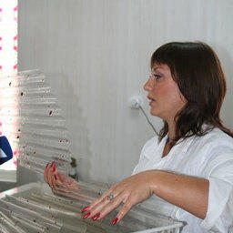 Высадка мальков трепанга. Приморский край, Хасанский район, сентябрь, 2006 г.