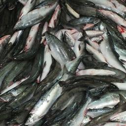 На новых участках можно будет добывать, в частности, горбушу