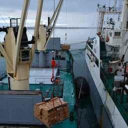 В районе промысла уловы сельди перегружают на транспортное судно