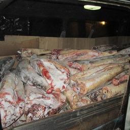 В Хабаровском крае полиция остановила колонну из трех автомашин, перевозившую две тонны осетровых. Фото пресс-службы МВД РФ