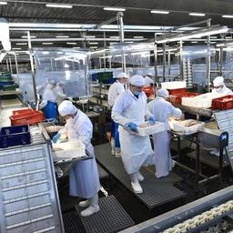 По предварительным данным, объем реализации продукции рыбопереработки вырос на 106% — до 78,2 млрд рублей