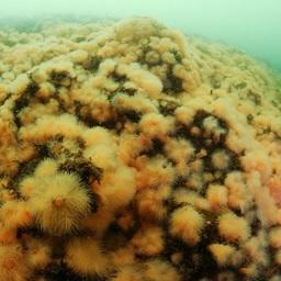 Актинии Metridium senile. Фото Михаила Федюка