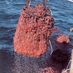 Опасные гости дальневосточных морей