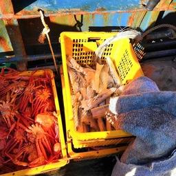 Кроме краба, на судне была и скумбрия для наживы. Фото пресс-группы Пограничного управления ФСБ России по Приморскому краю