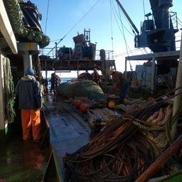 Научные съемки проводились в Беринговом и Охотском морях. Фото пресс-службы ТИНРО