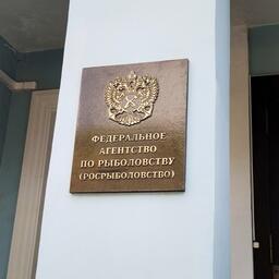Федеральное агентство по рыболовству опять выставило на аукцион доли квот атлантического лосося в Балтийском море и Финском заливе для промышленного освоения