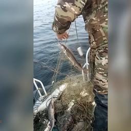 Полицейские вернули в естественную среду обитания 16 незаконно выловленных осетров. Кадр оперативной съемки