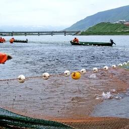 Промысел нерки на Камчатке