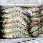 Тепловодная креветка. Фото из открытых источников