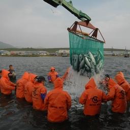 Компании пришлось завезти людей для работы на путине заранее, чтобы соблюсти требования о помещении на обсервацию. Все эти режимы отражаются на затратах каждого предприятия рыбной отрасли