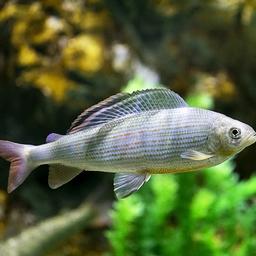 Хариус. Фото пресс-службы Приморского океанариума
