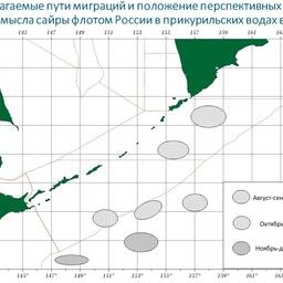Предполагаемые пути миграций и положение перспективных участков для промысла сайры флотом РФ в прикурильских водах. Изображение предоставлено пресс-службой ТИНРО