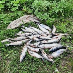 В руки рыбоохраны и полиции попали 25 нерок и одна микижа без документов. Фото пресс-службы Северо-Восточного теруправления Росрыболовства