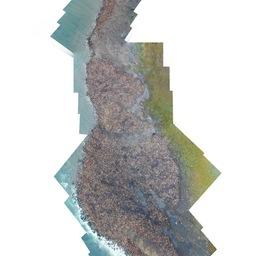 Заполненное моржами лежбище, снятое с воздуха. Фото пресс-службы ТИНРО-Центра