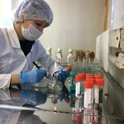 Пробы уловов изучали в лаборатории ихтиопатологии Волжско-Каспийского филиала ВНИРО. Фото пресс-службы КаспНИРХ