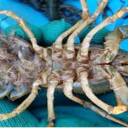 Самка рака с остатками вылупившихся личинок на плеоподах. Веселовское водохранилище. Фото пресс-службы АзНИИРХ