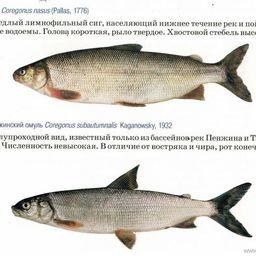 Камчатские сиговые – чир и пенжинский омуль. Изображение от пресс-службы Кроноцкого заповедника