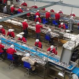 Производство рыбной продукции в ГК «За Родину»