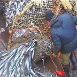 Добыча минтая на Дальнем Востоке. Фото пресс-службы Росрыболовства