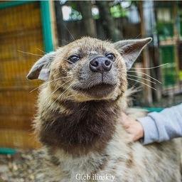Гиена Чили очень любит фотографироваться. Фото из Instagram зоопарка «Садгород»
