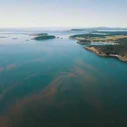 Цветение водорослей – одна из главных угроз аквафермам в последние годы. Фото The Fish Site