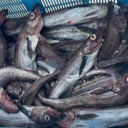 Самую большую сумму за право добывать минтая Восточно-Сахалинской подзоны предложила ПБТФ