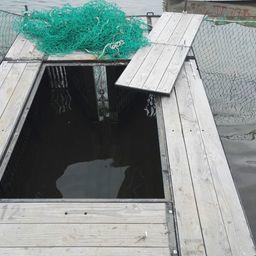 В накопителях забойного пункта на реке Пойма находилось свыше 300 живых лососей, не внесенных в промысловый журнал. Фото пресс-группы Пограничного управления ФСБ России по Приморскому краю