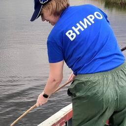 ВНИРО исследует эффективность нереста судака и тарани на кубанских НВХ
