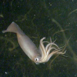 Кальмар Гумбольдта. Фото предоставлено NOAA