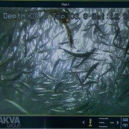 Семга в садке на экране монитора аквафермы