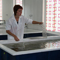 Высадка мальков трепанга. Приморский край, Хасанский район, сентябрь, 2006 г.