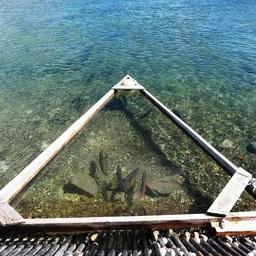 Учет производителей нерки на рыбоучетном заграждении (РУЗ). Фото пресс-службы КамчатНИРО